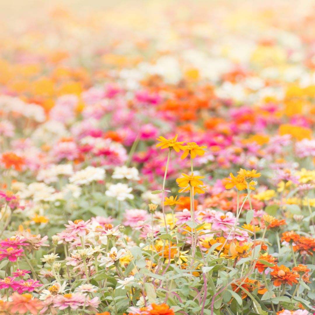 Floral Blooms Collection