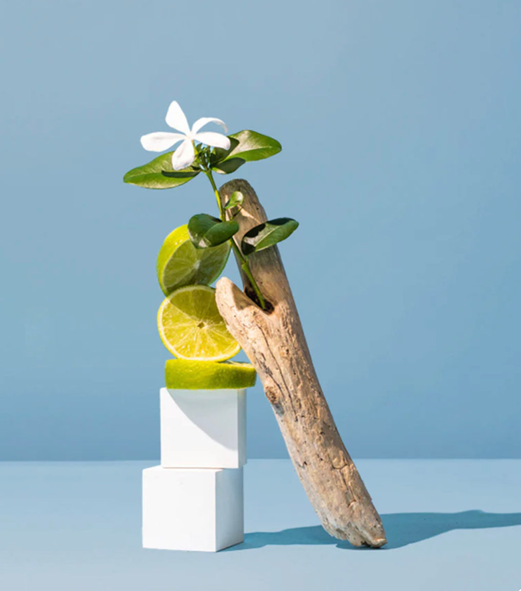 Flor de limón y niebla marina